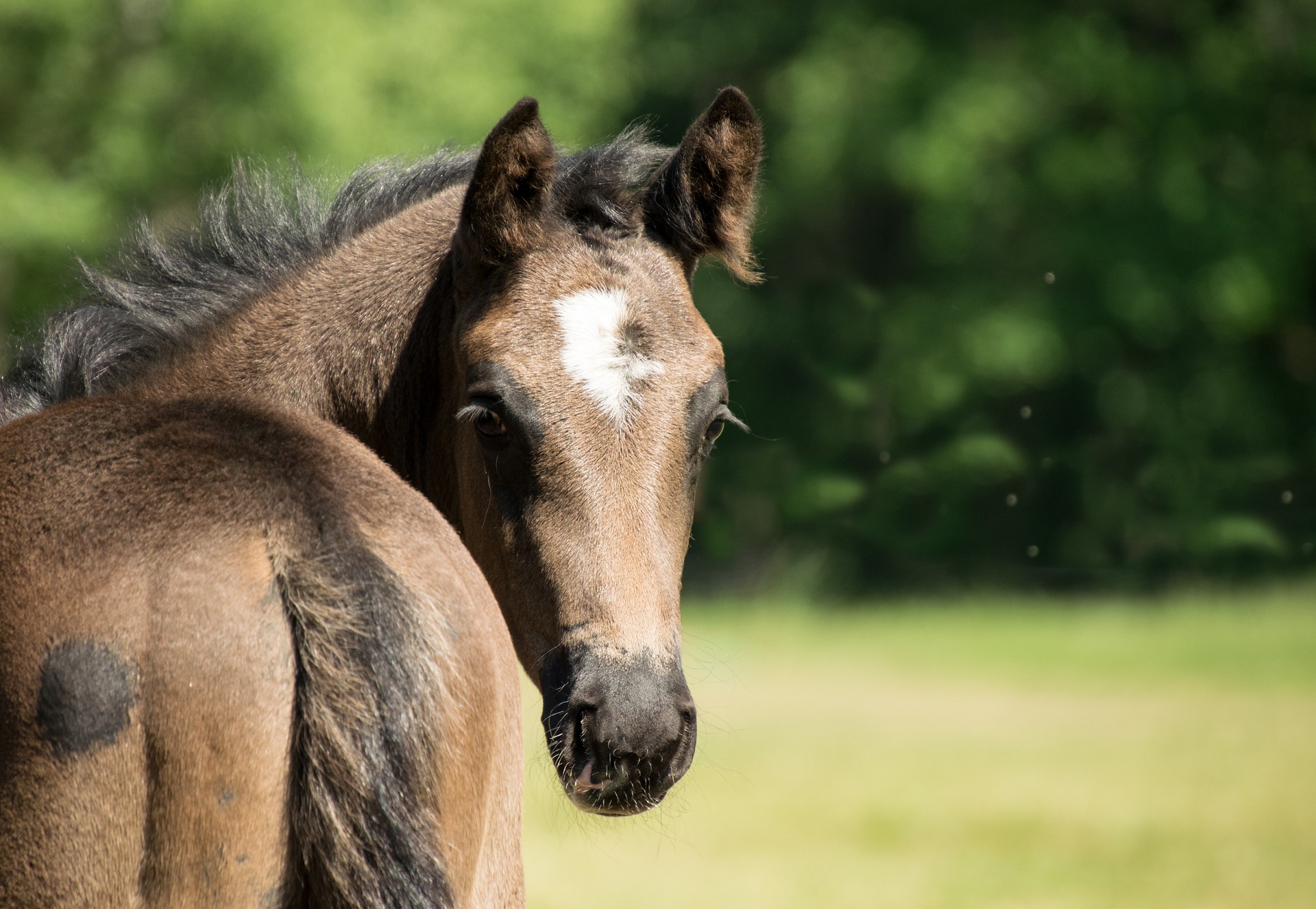 Foal