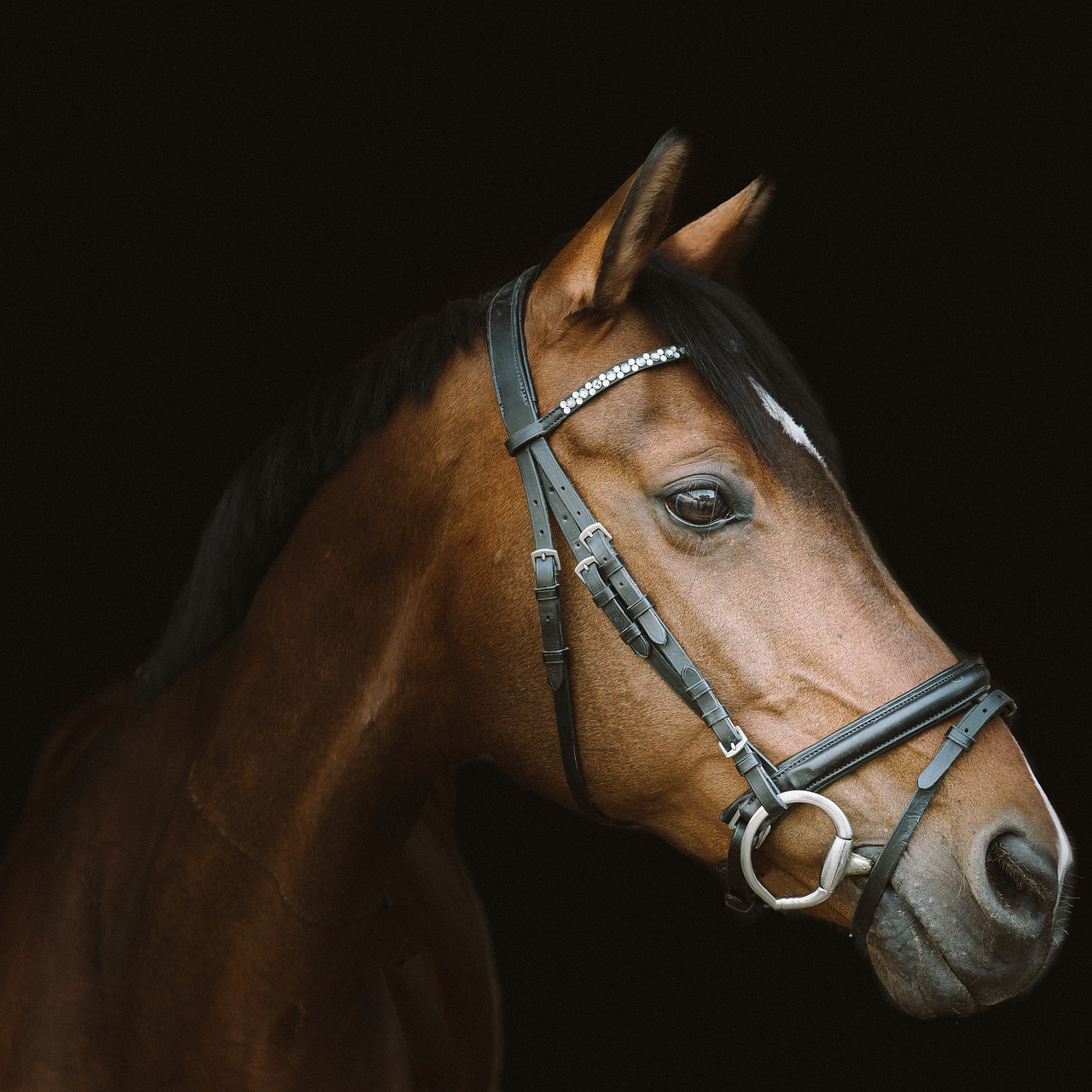 Horse with dark background